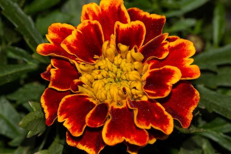 Marigolds: Pleasing, Prolific Flowers That Naturally Repel Pests