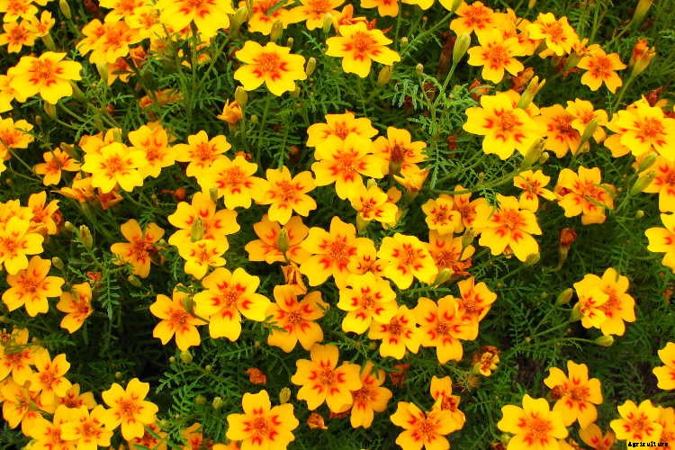 Marigolds: Pleasing, Prolific Flowers That Naturally Repel Pests
