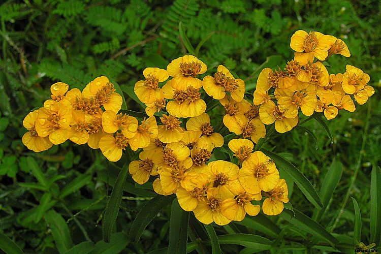 Marigolds: Pleasing, Prolific Flowers That Naturally Repel Pests