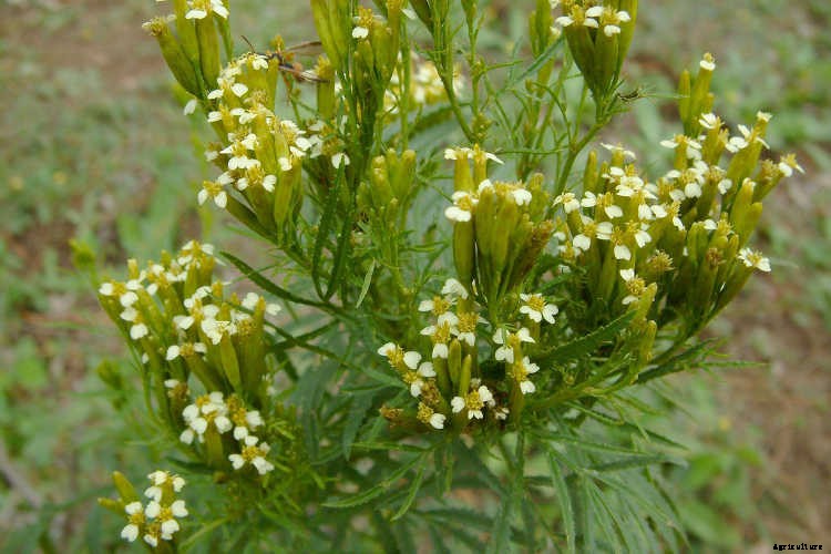 Marigolds: Pleasing, Prolific Flowers That Naturally Repel Pests