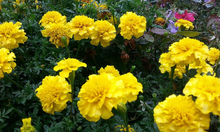 Marigolds: Pleasing, Prolific Flowers That Naturally Repel Pests