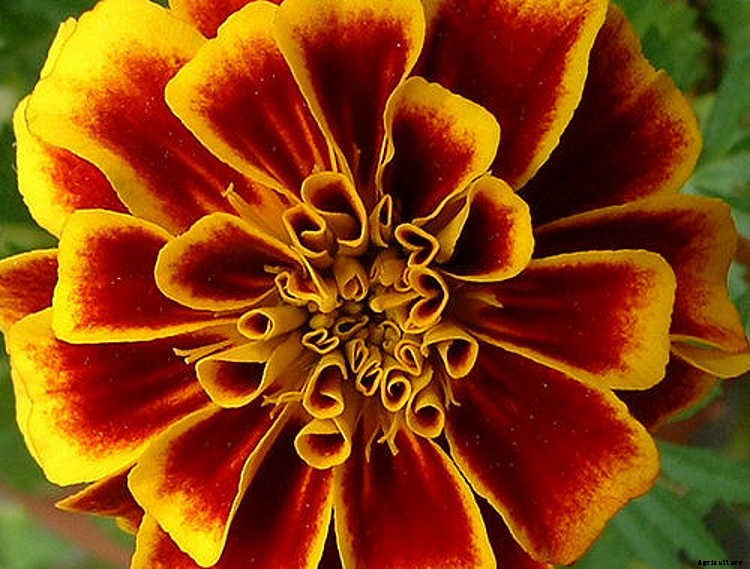 Marigolds: Pleasing, Prolific Flowers That Naturally Repel Pests