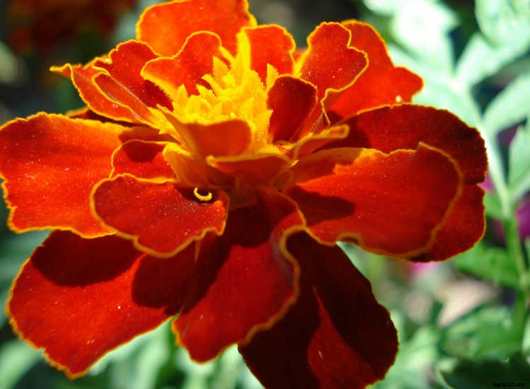 Marigolds: Pleasing, Prolific Flowers That Naturally Repel Pests