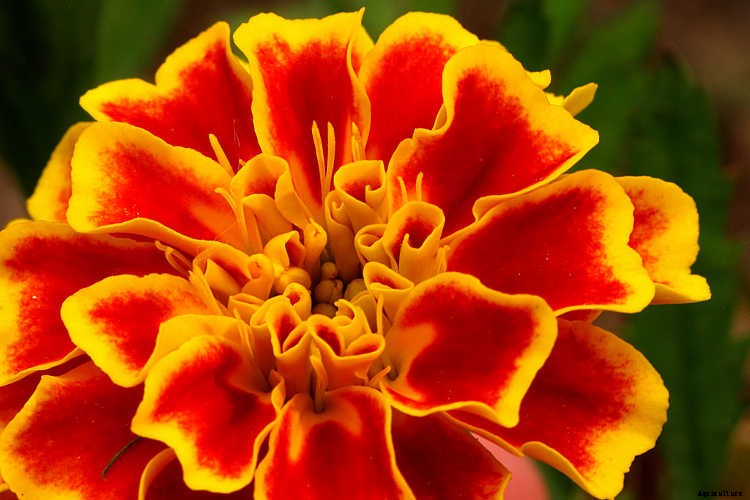 Marigolds: Pleasing, Prolific Flowers That Naturally Repel Pests