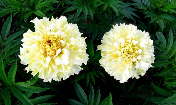 Marigolds: Pleasing, Prolific Flowers That Naturally Repel Pests