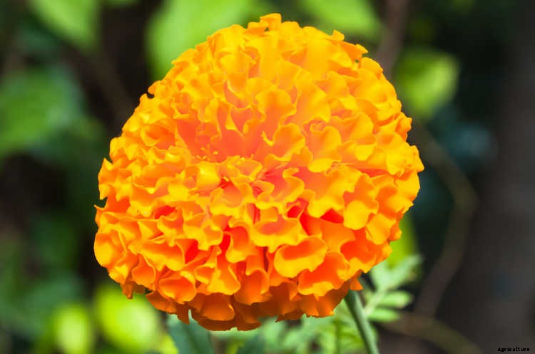 Marigolds: Pleasing, Prolific Flowers That Naturally Repel Pests
