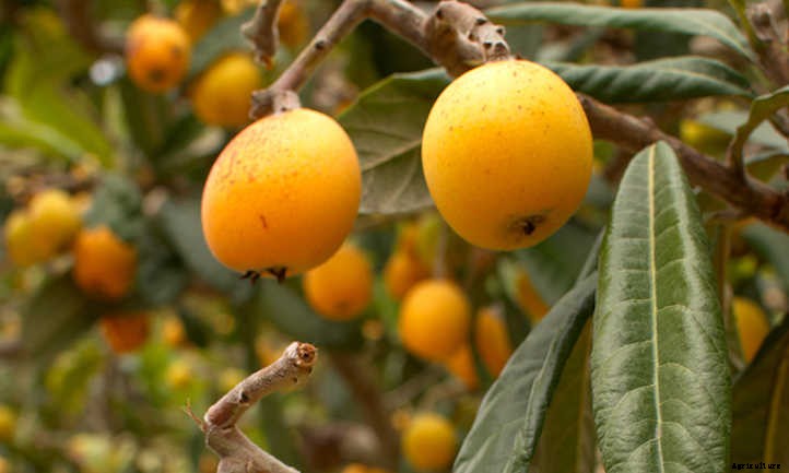 How to Grow a Loquat Tree For Big Harvests