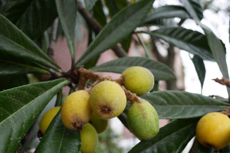How to Grow a Loquat Tree For Big Harvests