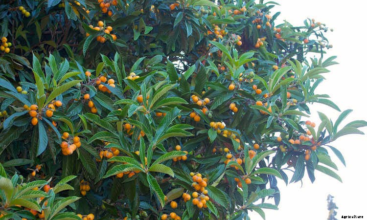 How to Grow a Loquat Tree For Big Harvests