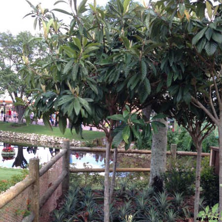 How to Grow a Loquat Tree For Big Harvests