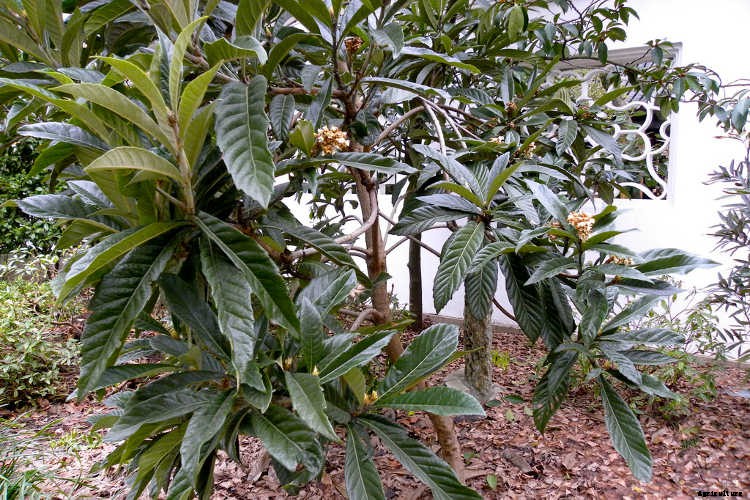 How to Grow a Loquat Tree For Big Harvests