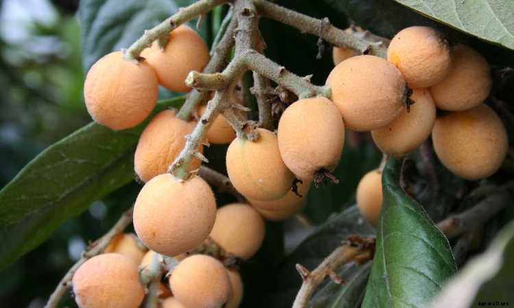 How to Grow a Loquat Tree For Big Harvests