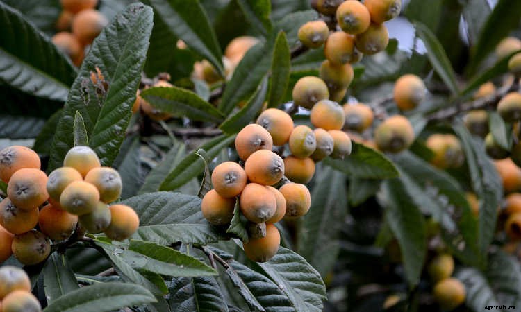How to Grow a Loquat Tree For Big Harvests