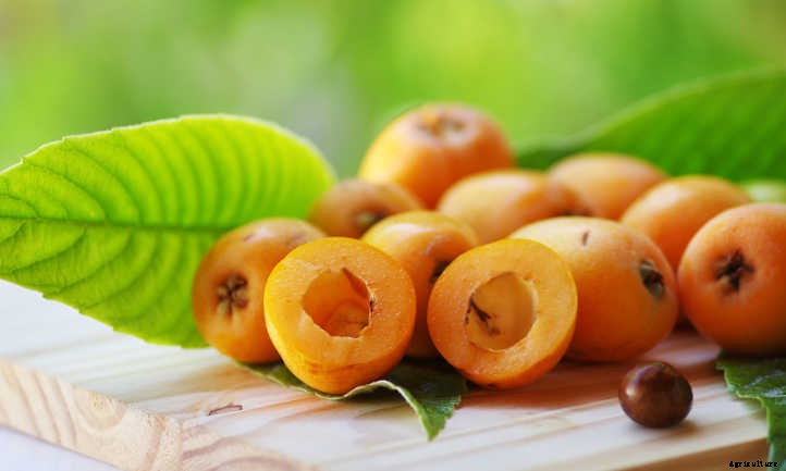 How to Grow a Loquat Tree For Big Harvests