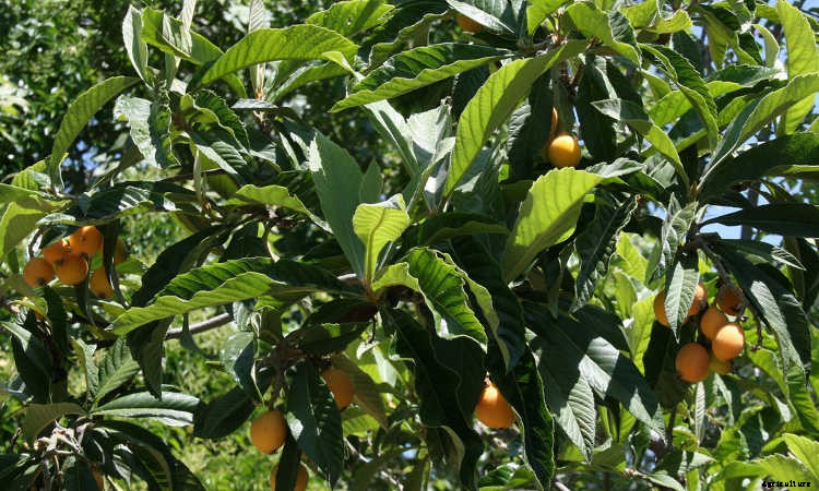 How to Grow a Loquat Tree For Big Harvests