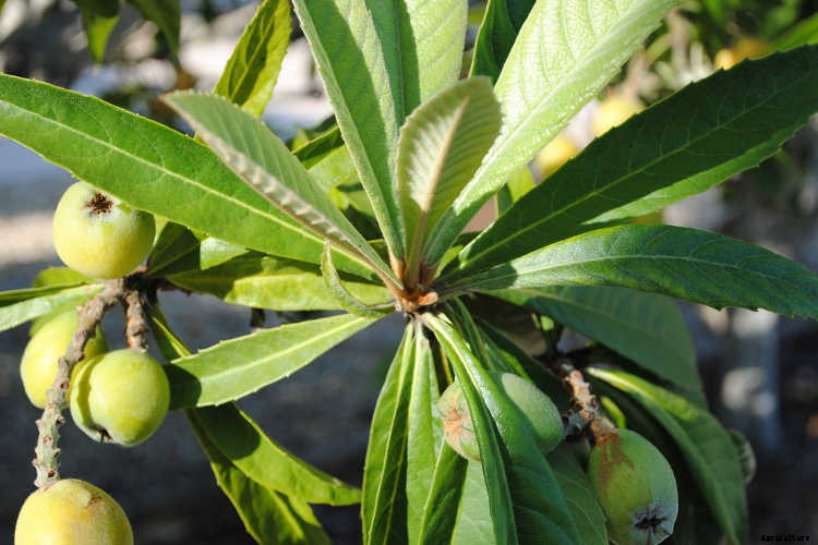 How to Grow a Loquat Tree For Big Harvests