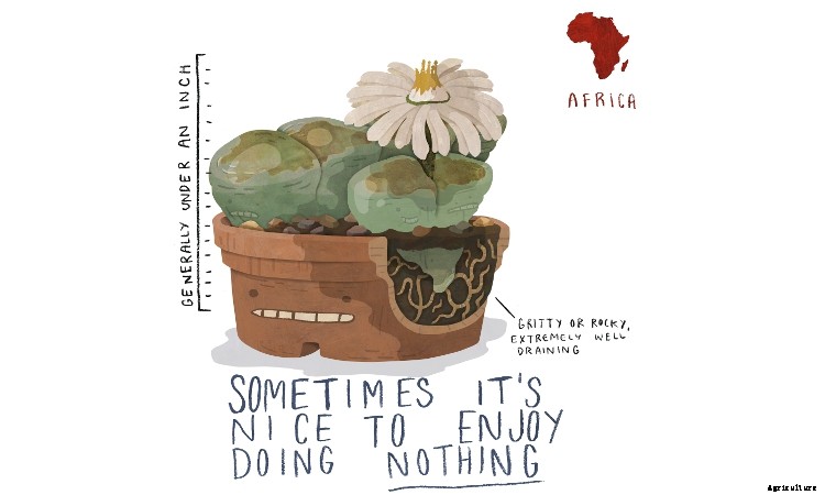 Lithops: How To Grow And Care For Living Stone Plants