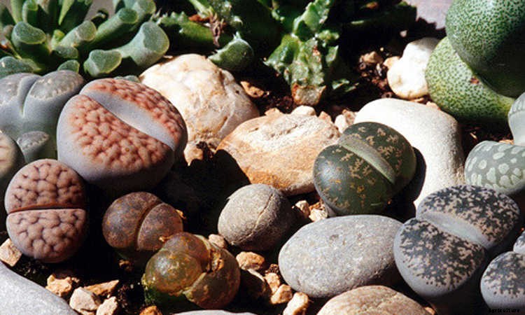 Lithops: How To Grow And Care For Living Stone Plants