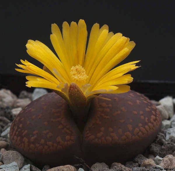 Lithops: How To Grow And Care For Living Stone Plants
