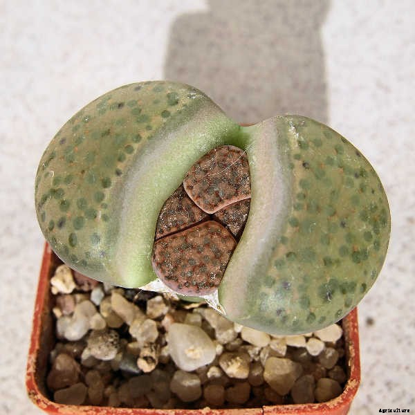 Lithops: How To Grow And Care For Living Stone Plants