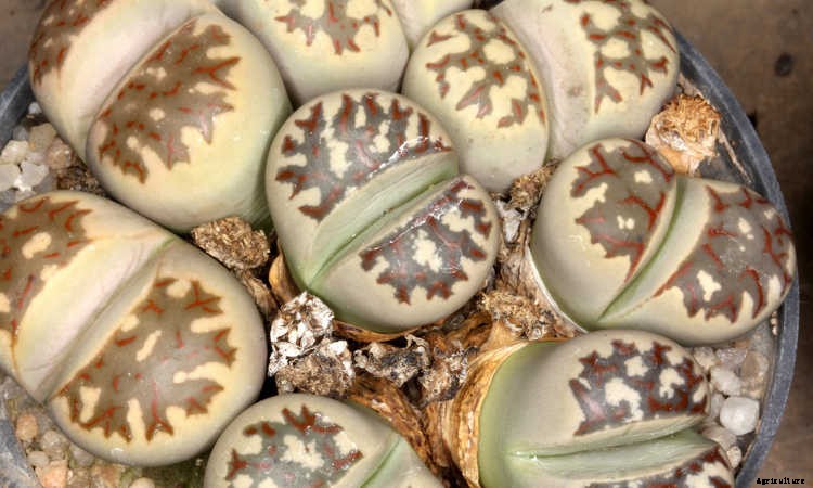 Lithops: How To Grow And Care For Living Stone Plants