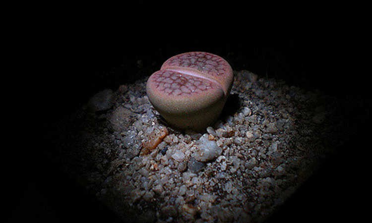 Lithops: How To Grow And Care For Living Stone Plants