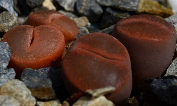 Lithops: How To Grow And Care For Living Stone Plants