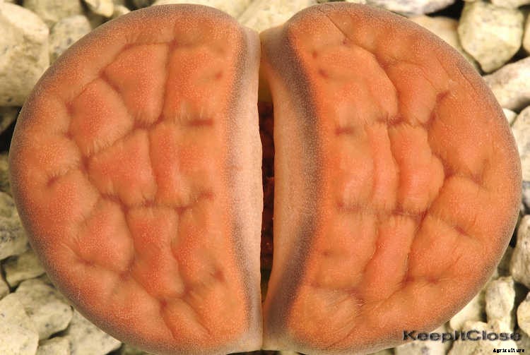 Lithops: How To Grow And Care For Living Stone Plants