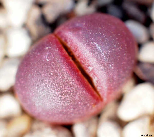 Lithops: How To Grow And Care For Living Stone Plants