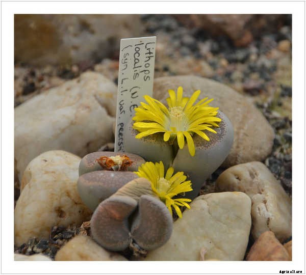 Lithops: How To Grow And Care For Living Stone Plants