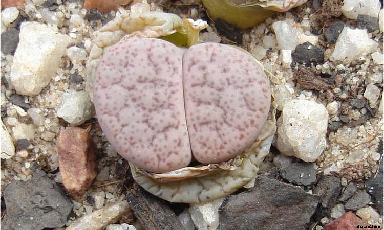 Lithops: How To Grow And Care For Living Stone Plants