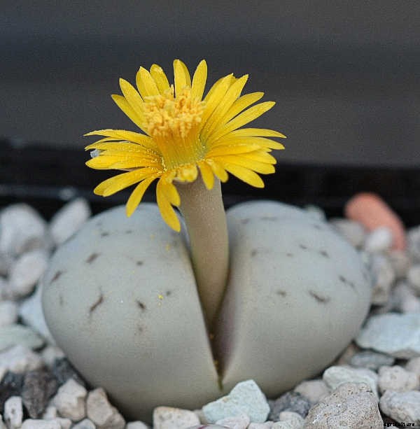 Lithops: How To Grow And Care For Living Stone Plants