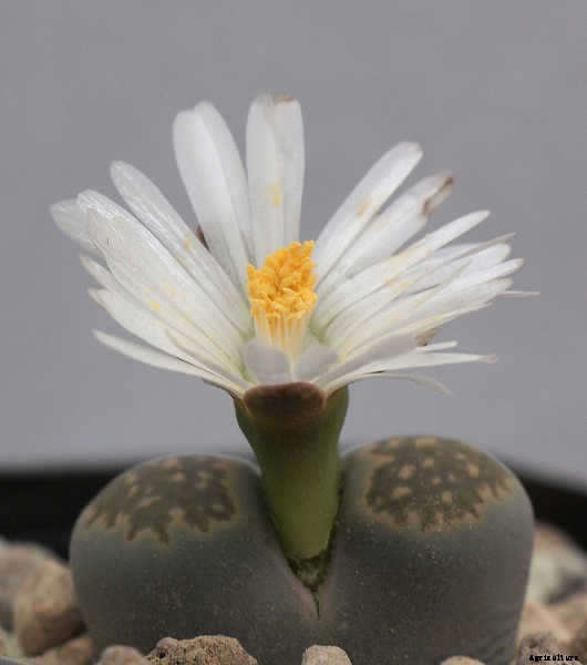 Lithops: How To Grow And Care For Living Stone Plants
