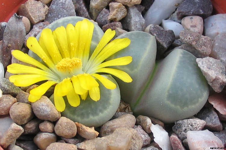 Lithops: How To Grow And Care For Living Stone Plants