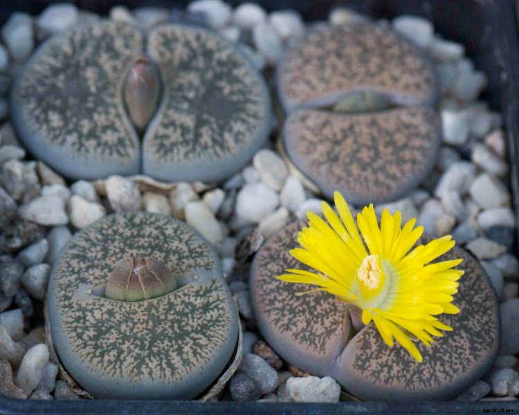 Lithops: How To Grow And Care For Living Stone Plants