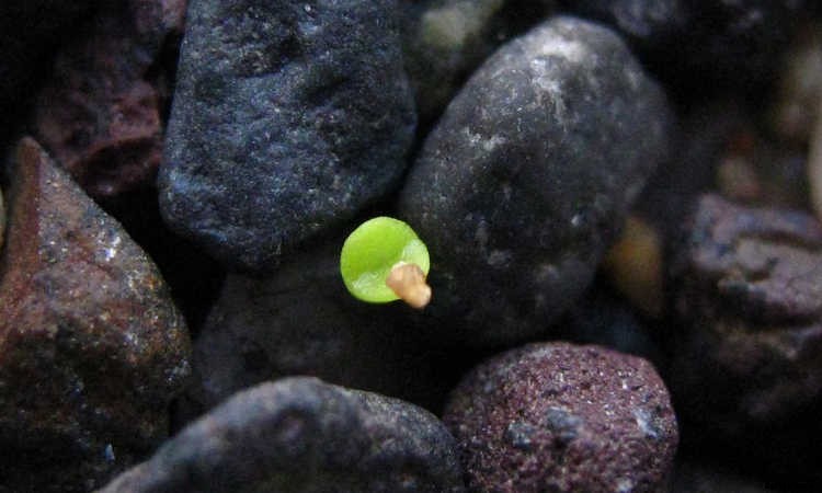 Lithops: How To Grow And Care For Living Stone Plants