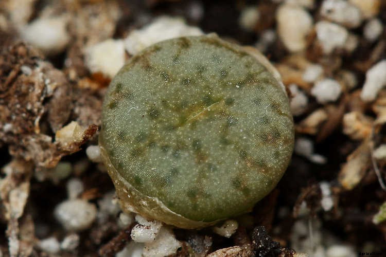 Lithops: How To Grow And Care For Living Stone Plants