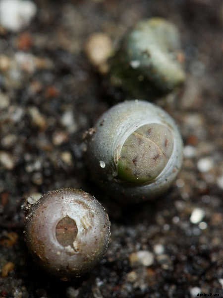 Lithops: How To Grow And Care For Living Stone Plants