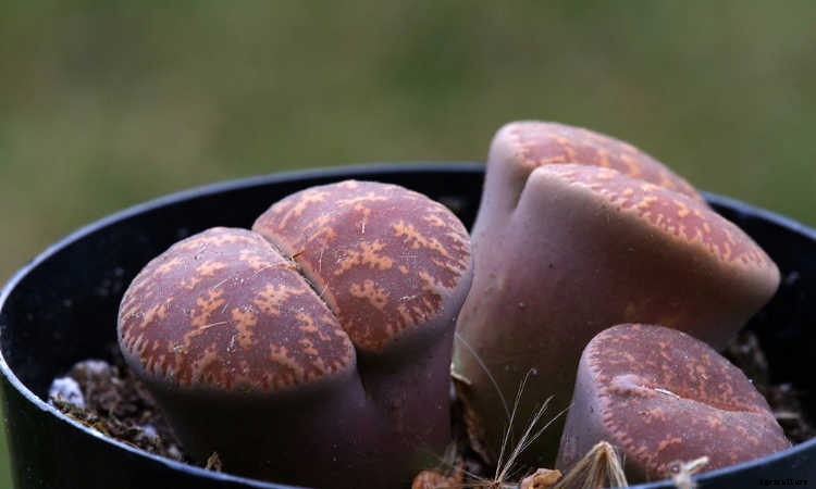 Lithops: How To Grow And Care For Living Stone Plants