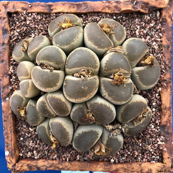 Lithops: How To Grow And Care For Living Stone Plants