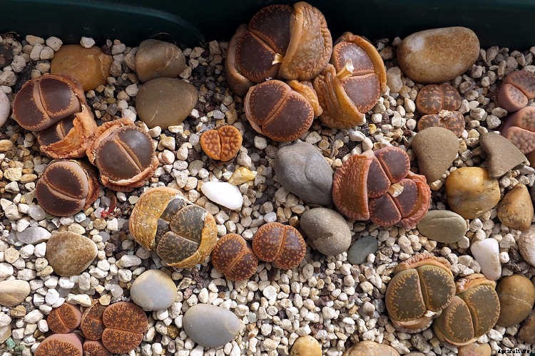 Lithops: How To Grow And Care For Living Stone Plants
