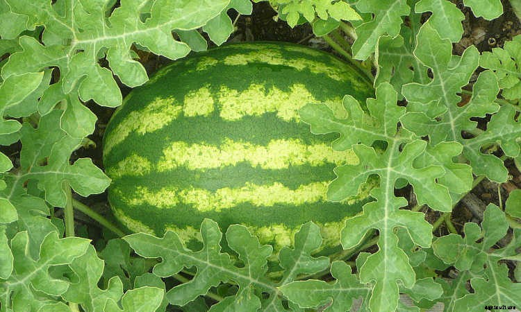 How To Grow Watermelon: The Ultimate Guide To Summer’s Bounty