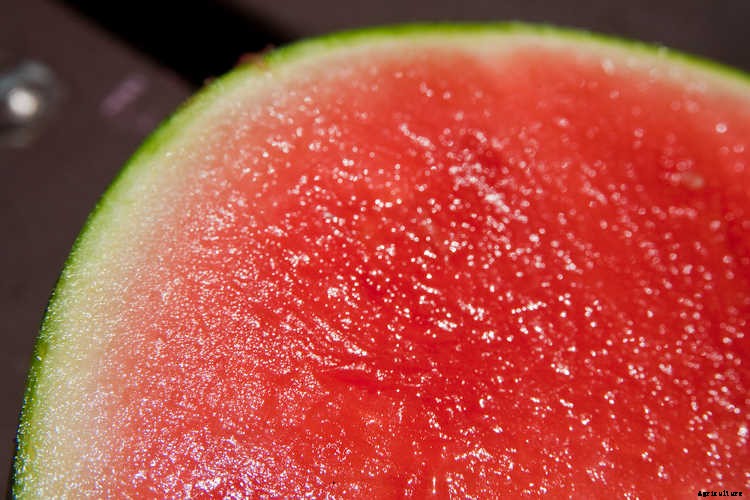 How To Grow Watermelon: The Ultimate Guide To Summer’s Bounty
