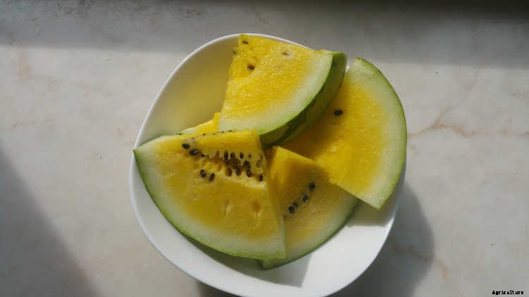 How To Grow Watermelon: The Ultimate Guide To Summer’s Bounty