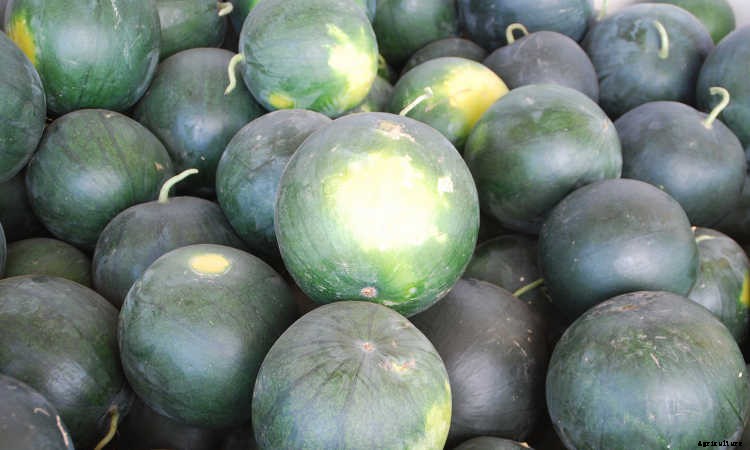 How To Grow Watermelon: The Ultimate Guide To Summer’s Bounty