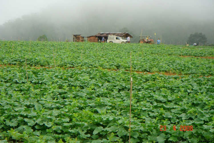 How To Grow Watermelon: The Ultimate Guide To Summer’s Bounty