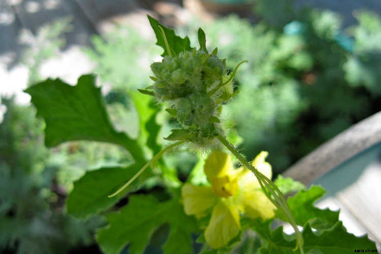 How To Grow Watermelon: The Ultimate Guide To Summer’s Bounty