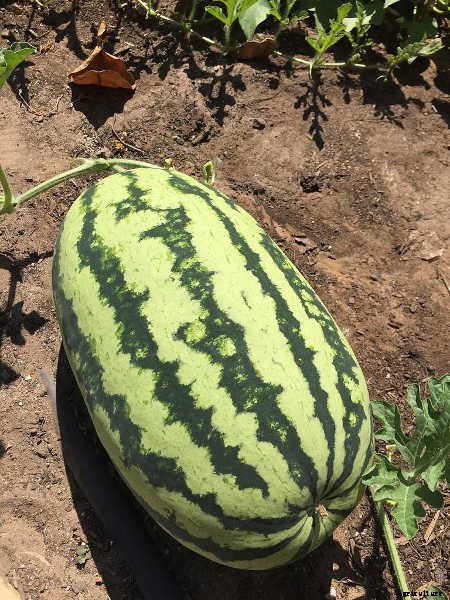 How To Grow Watermelon: The Ultimate Guide To Summer’s Bounty