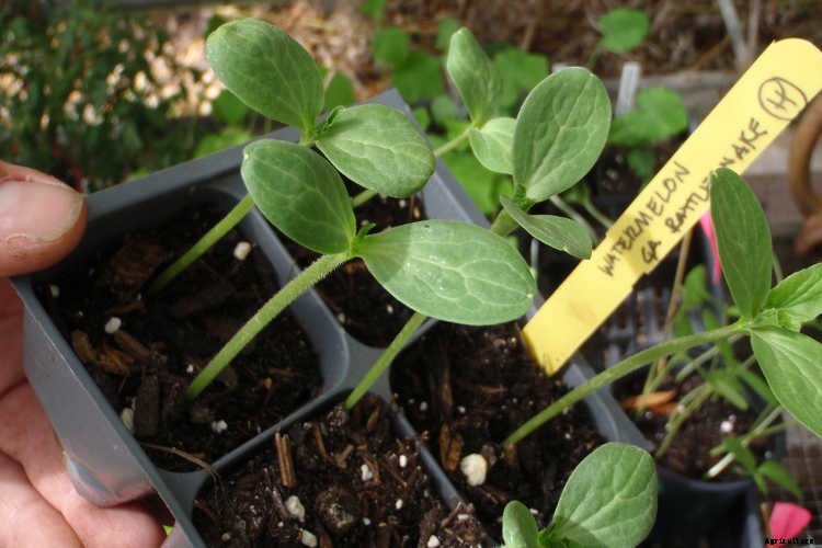 How To Grow Watermelon: The Ultimate Guide To Summer’s Bounty