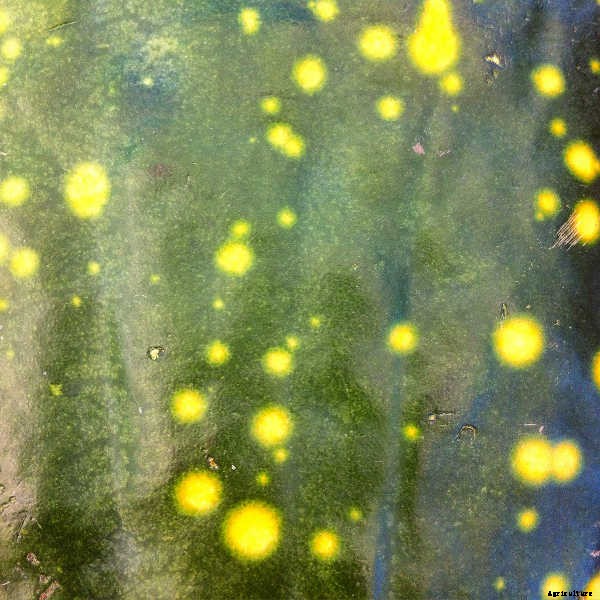 How To Grow Watermelon: The Ultimate Guide To Summer’s Bounty